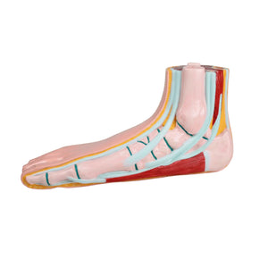 Modèle de pied plat - Ruck Ruck