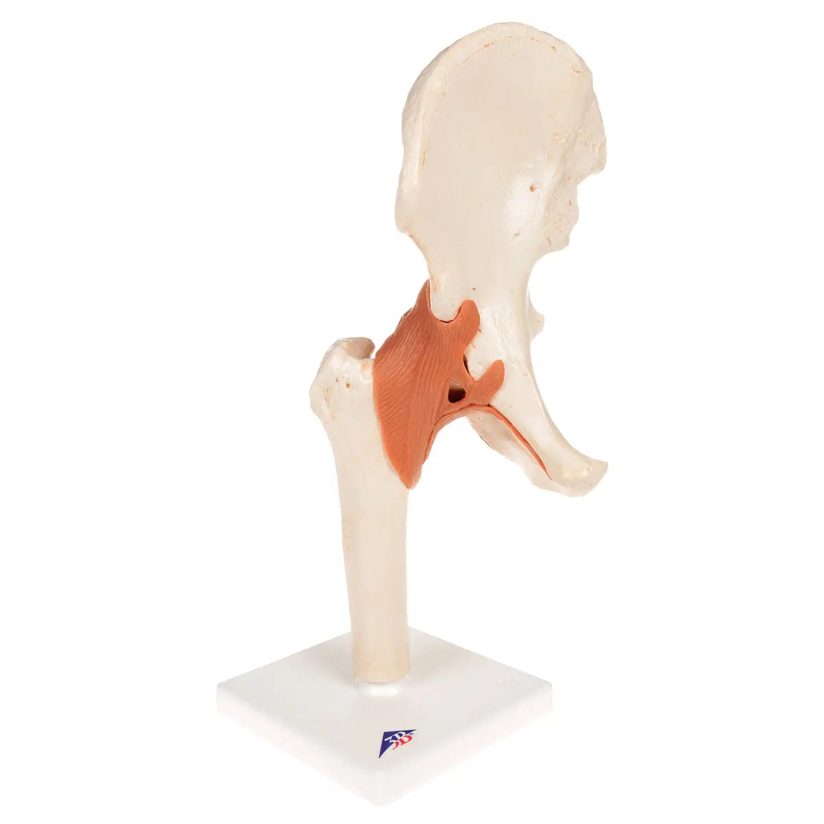 Modèle fonctionnel de luxe de l'articulation de la hanche - Anatomie et pathologie 3B Scientific