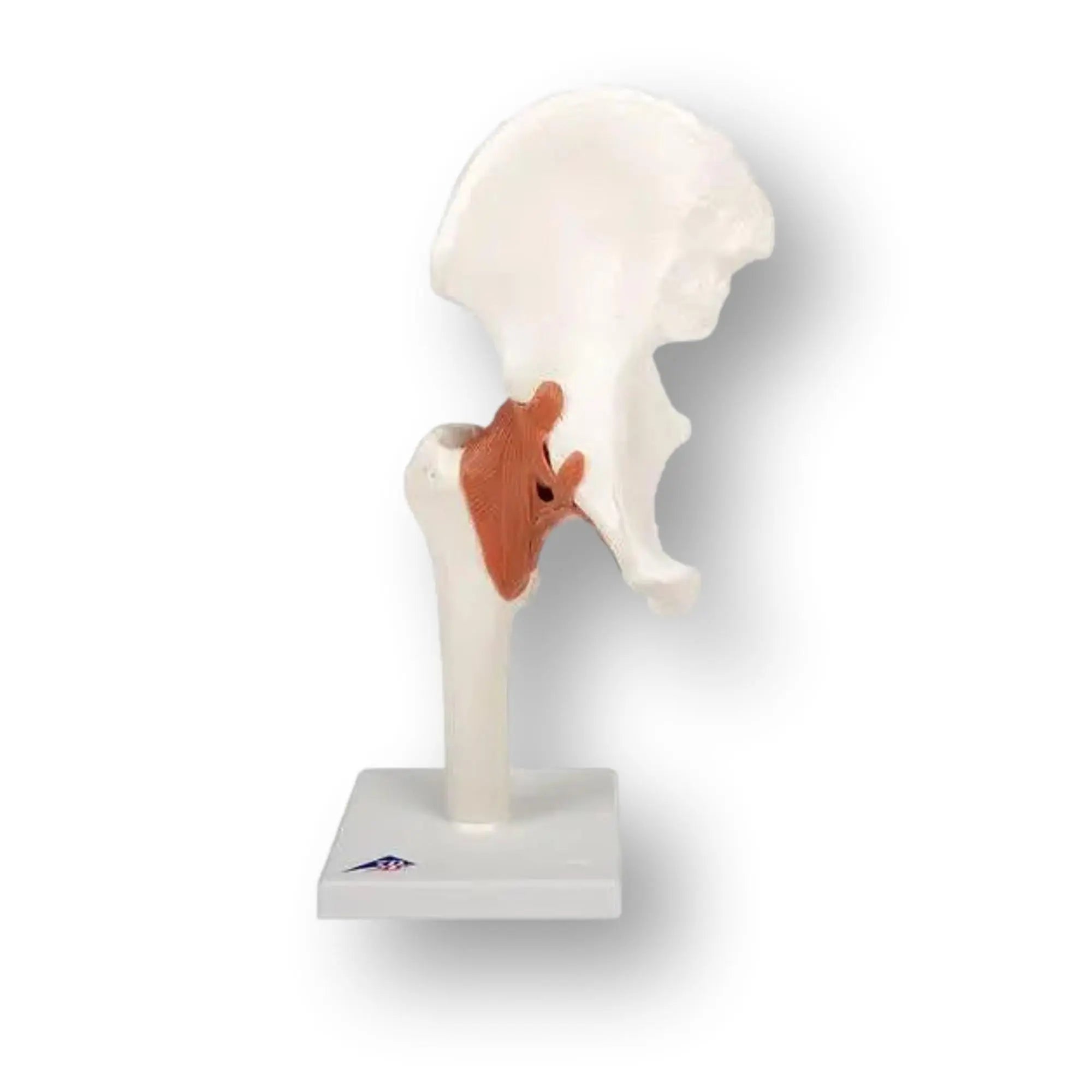 Articulation de la hanche - Modèle fonctionnel - Anatomie et pathologie - My Podologie