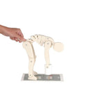 Figura demostrativa - Levantar correctamente - Anatomía y patología