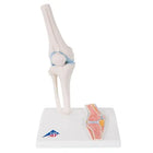 Mini articulación de rodilla con sección transversal, sobre base - Anatomía y patología
