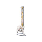Modelo de columna con cabezas femorales.