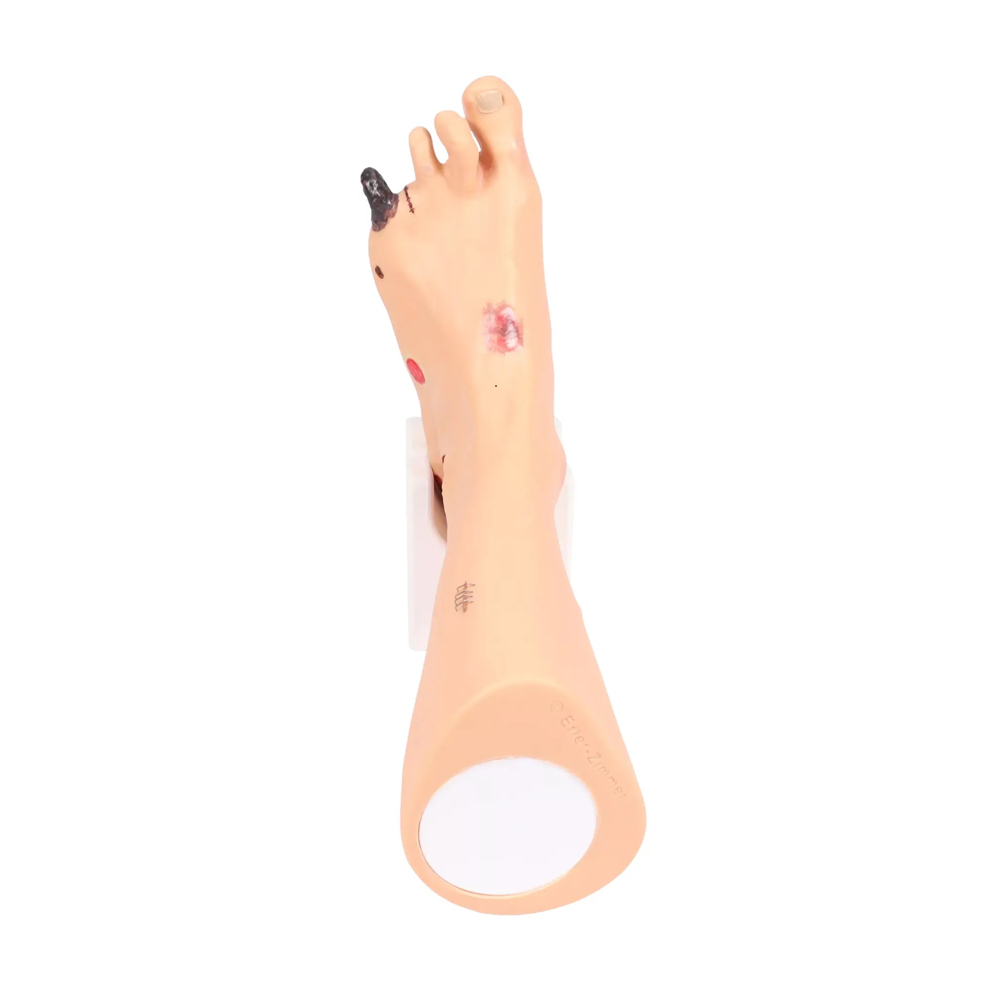 Modelo de pie con heridas - Anatomía y patología Mi Podología 