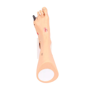 Modelo de pie con heridas - Anatomía y patología Mi Podología 