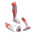 Músculos de las piernas, versión de lujo, en 3 partes - Anatomía y patología