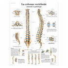 Tablero anatómico - La columna vertebral - Anatomía y patología