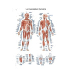 Planche anatomique - La musculature humaine - 50 x 70 cm - Français et latin