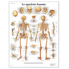 Tablero anatómico - El esqueleto humano - Anatomía y patología