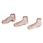 Series of 3 mini feet (physiological, flat and hollow)