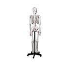Esqueleto del cuerpo humano clásico