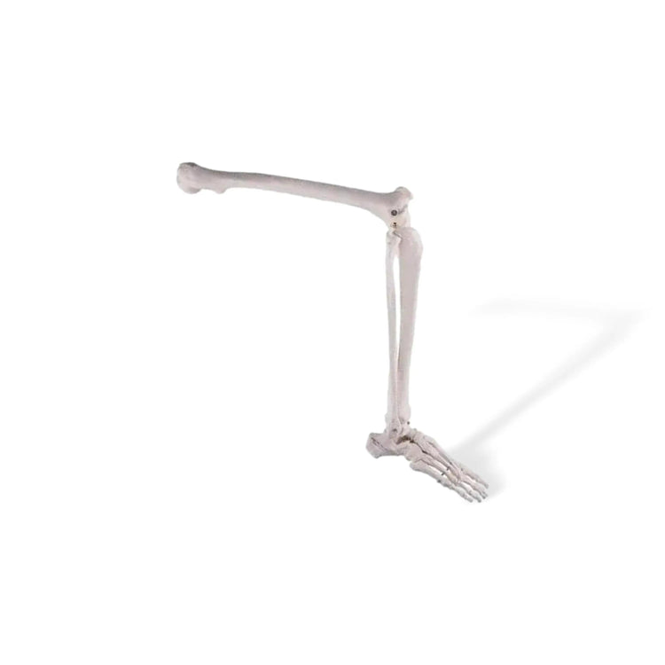 Squelette de jambe avec pied - My Podologie