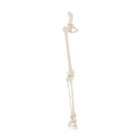 Esqueleto de pierna con la mitad de la pelvis.