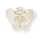 Esqueleto pélvico masculino - Anatomía y patología