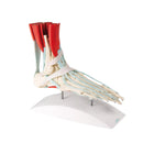 Esqueleto del pie con ligamentos y músculos.