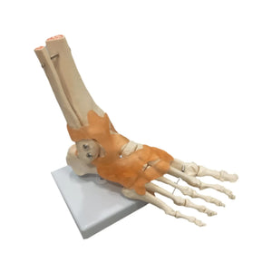 Foot skeleton based on My Podiatry 