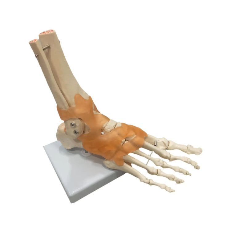 Foot skeleton based on My Podiatry 